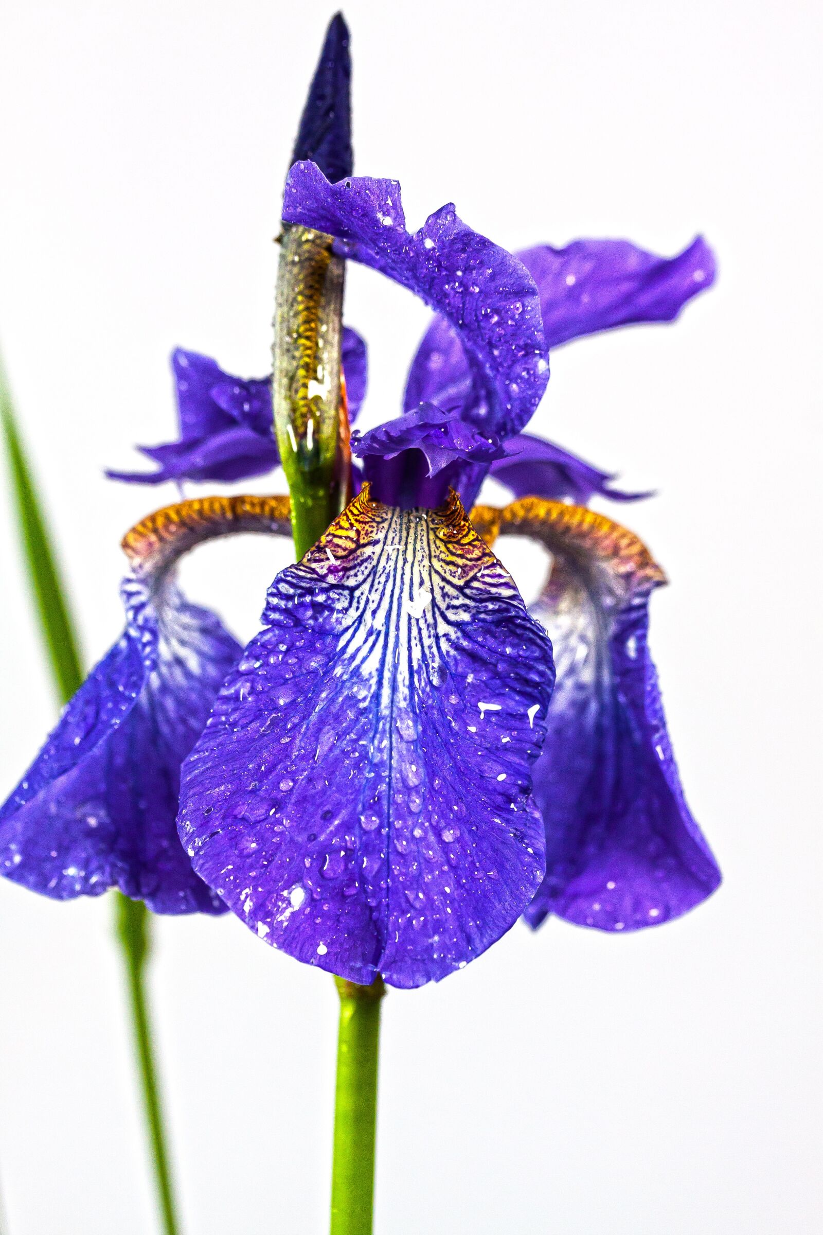 Canon EOS 50D + Canon EF-S 60mm F2.8 Macro USM sample photo. Iris, violet, dwarf lily photography