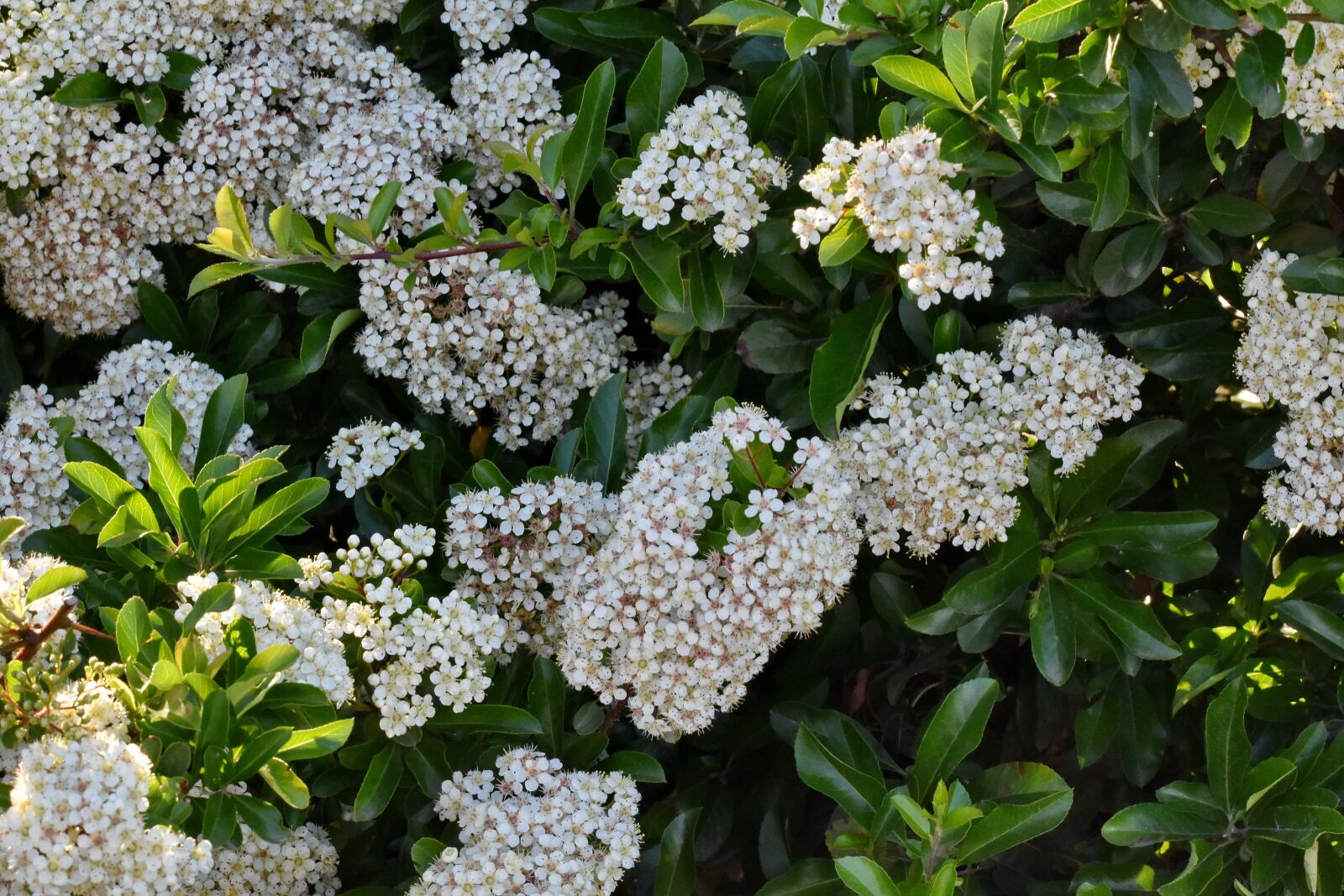 Nikon D5500 sample photo. Branches, bushes, white flower photography