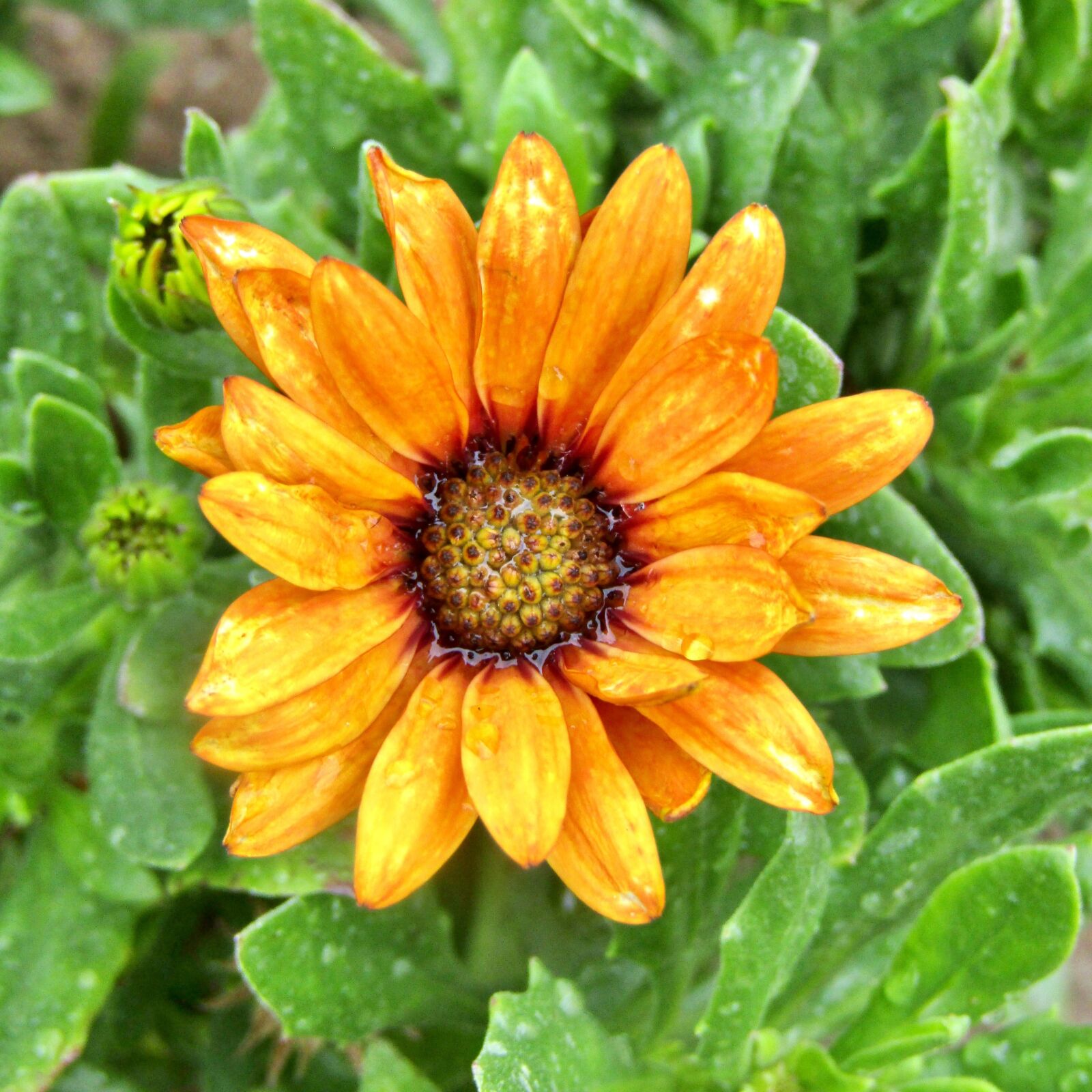 Canon POWERSHOT SX432 IS sample photo. Yellow, african daisy, osteospermum photography