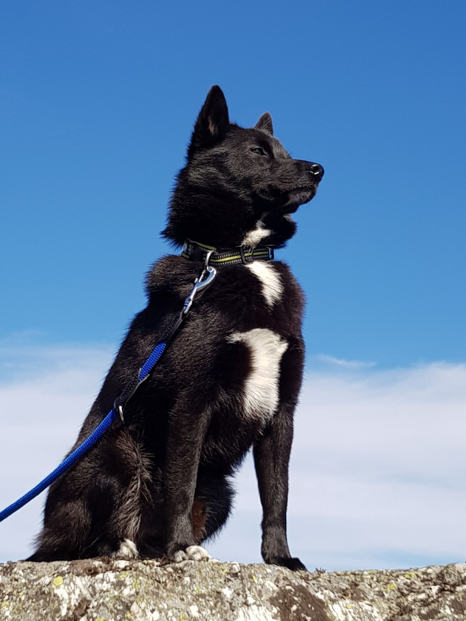 Samsung Galaxy S8 sample photo. Norwegian, buhund, dog photography