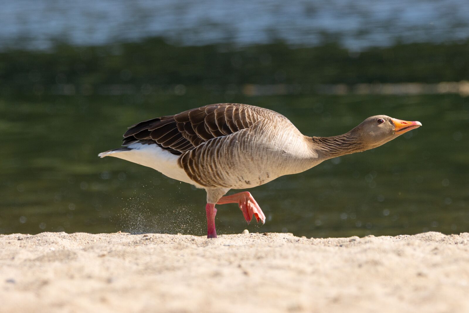 150-600mm F5-6.3 DG OS HSM | Contemporary 015 sample photo. Goose, meadow, bank photography