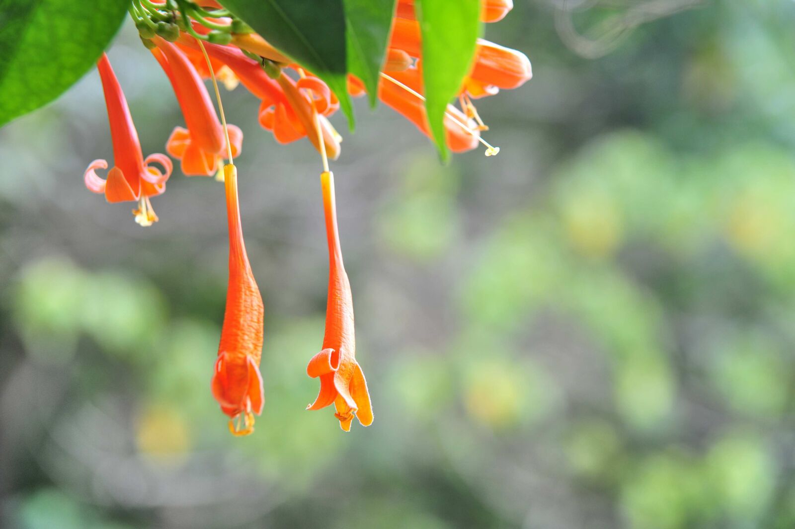 Nikon D700 sample photo. Flower, vitality, depth of photography