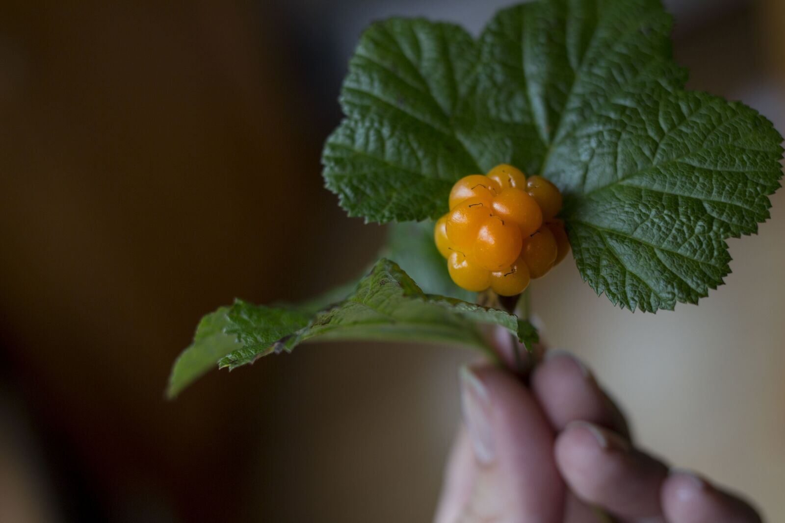 Canon EOS 650D (EOS Rebel T4i / EOS Kiss X6i) + Canon EF 35mm F2 IS USM sample photo. Berry, cloudberry, wild photography