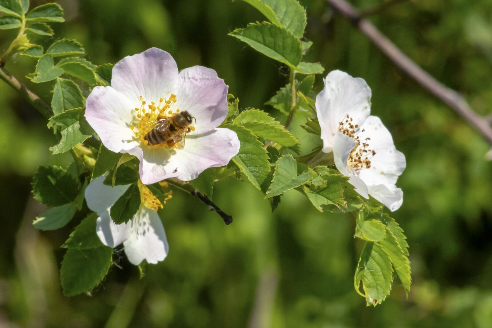 Canon EF75-300mm f/4-5.6 sample photo. Wildflower, brian, rose photography