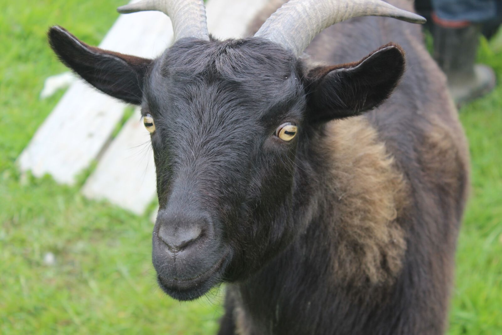 Canon EOS 600D (Rebel EOS T3i / EOS Kiss X5) sample photo. Goat, animal, nz photography