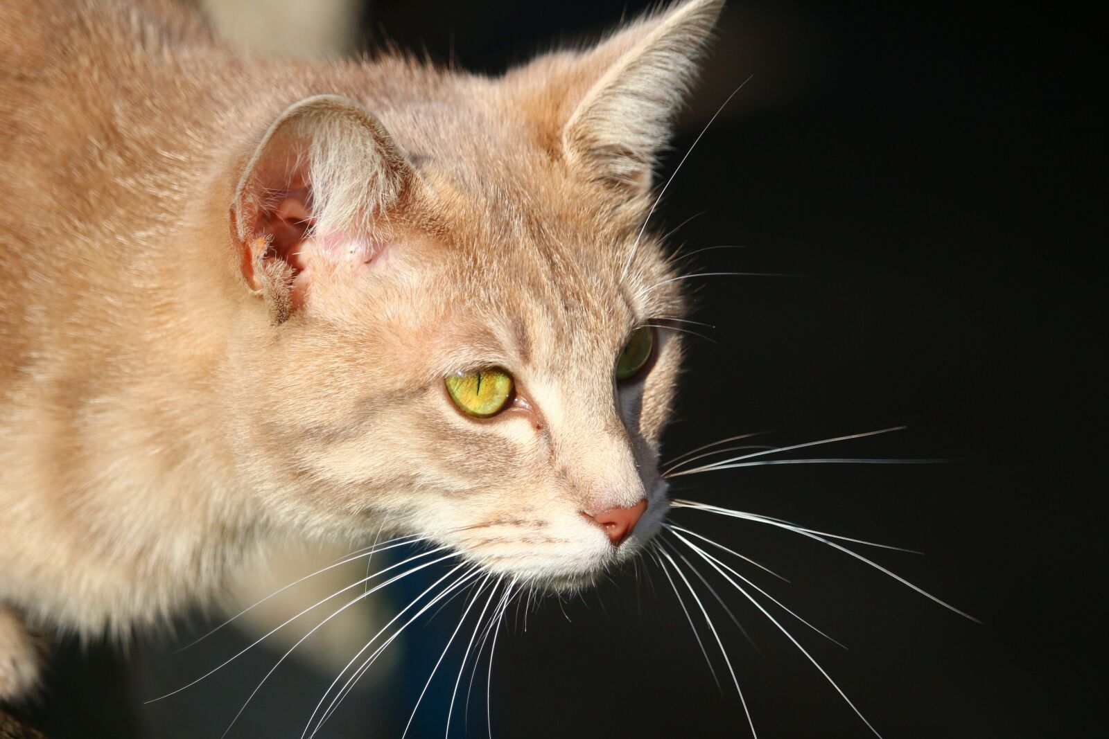 Canon EOS 100D (EOS Rebel SL1 / EOS Kiss X7) sample photo. Cat, mieze, tiger cat photography