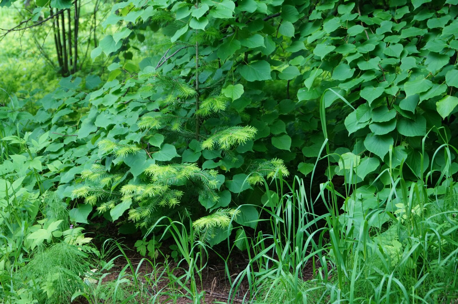 Sony SLT-A57 sample photo. Forest, silence, nature photography