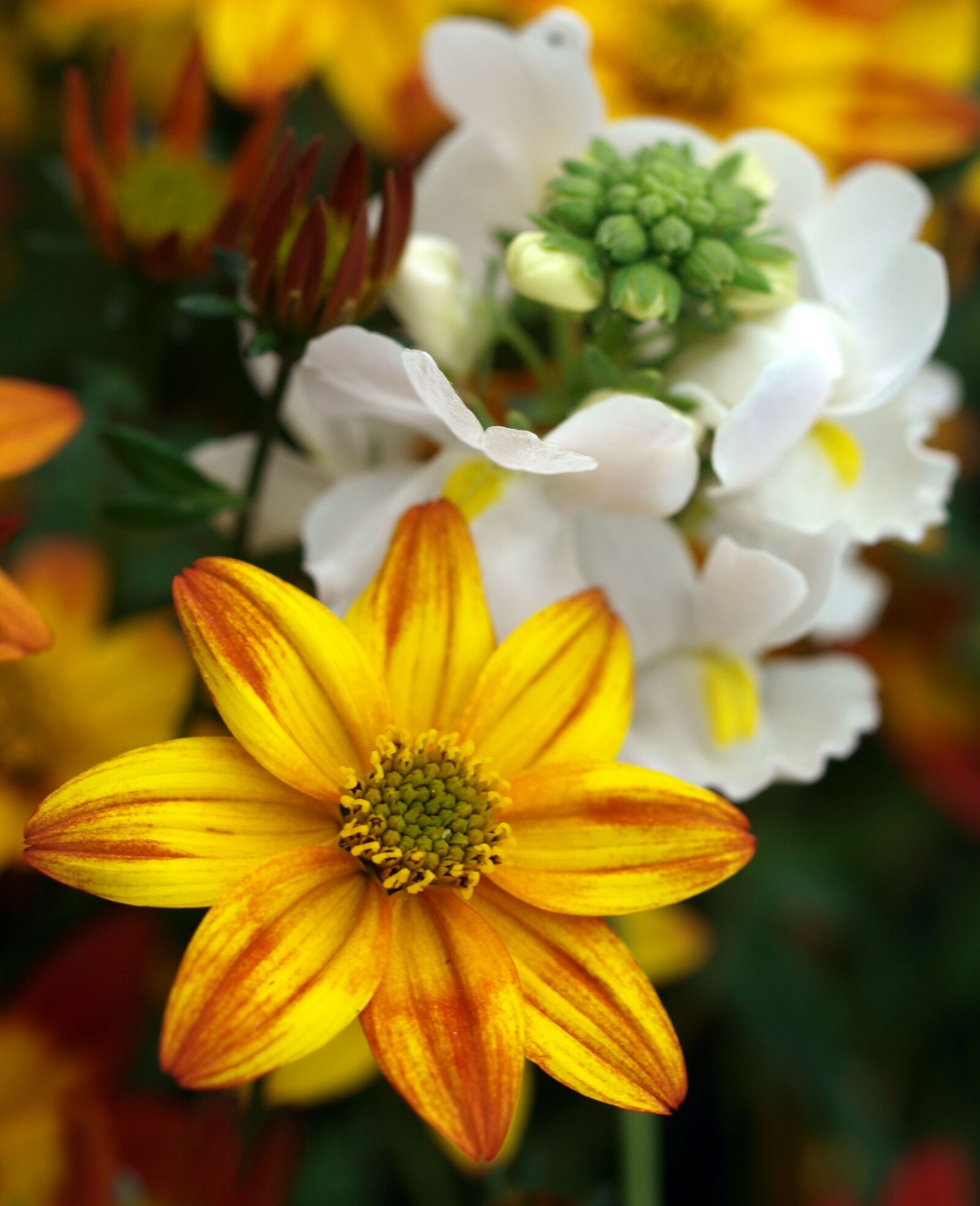 Olympus E-520 (EVOLT E-520) sample photo. Flower, nature, petal photography