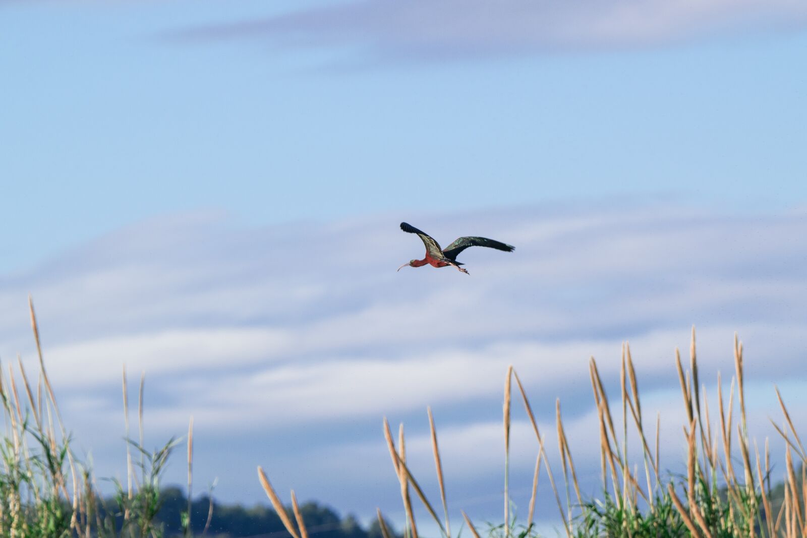 Nikon D5300 sample photo. Birds, nature, sky photography