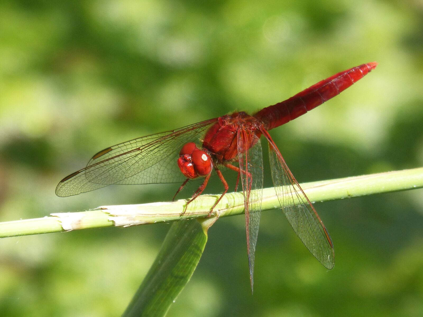Panasonic DMC-FZ62 sample photo. Red dragonfly, wetland, cane photography