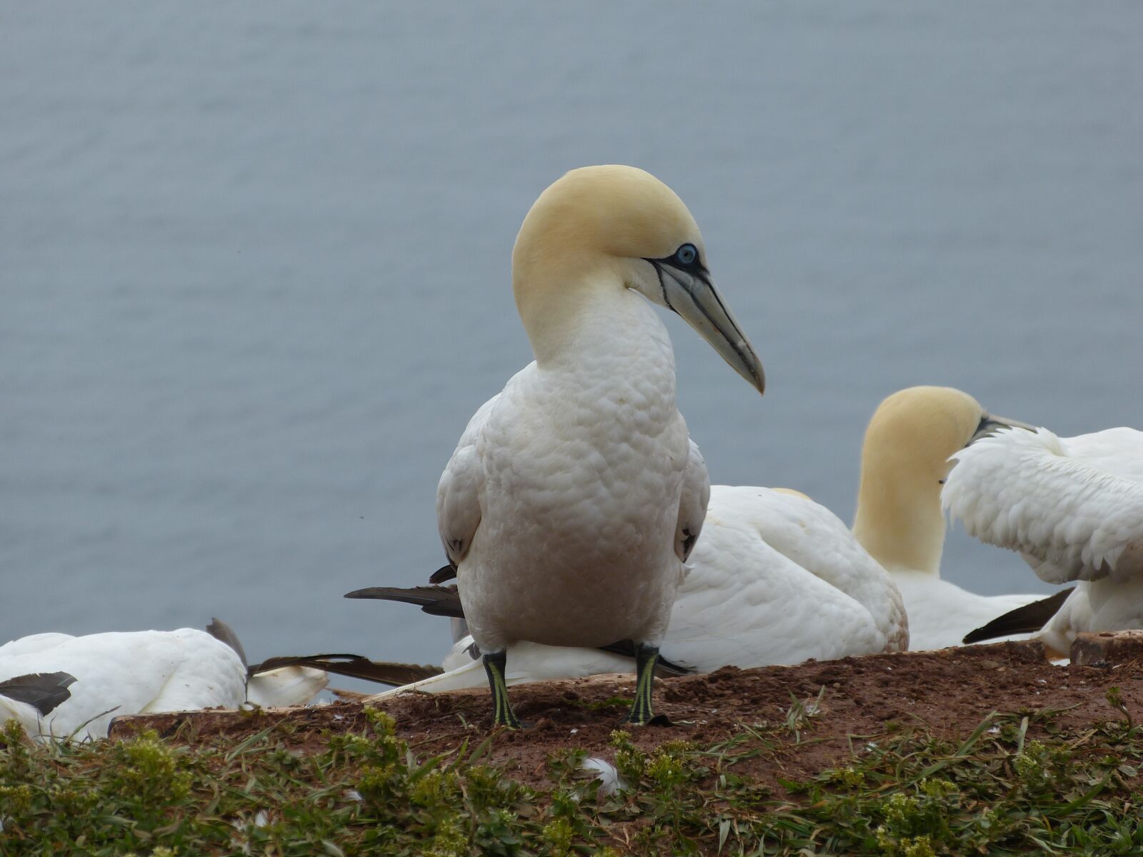 Panasonic Lumix DMC-FZ150 sample photo. Northern gannet, bird, nature photography