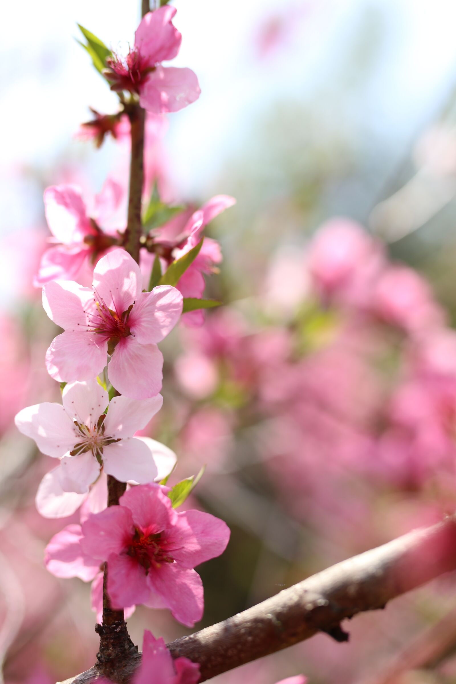 Canon EOS 6D sample photo. Peach blossom, spring flowers photography