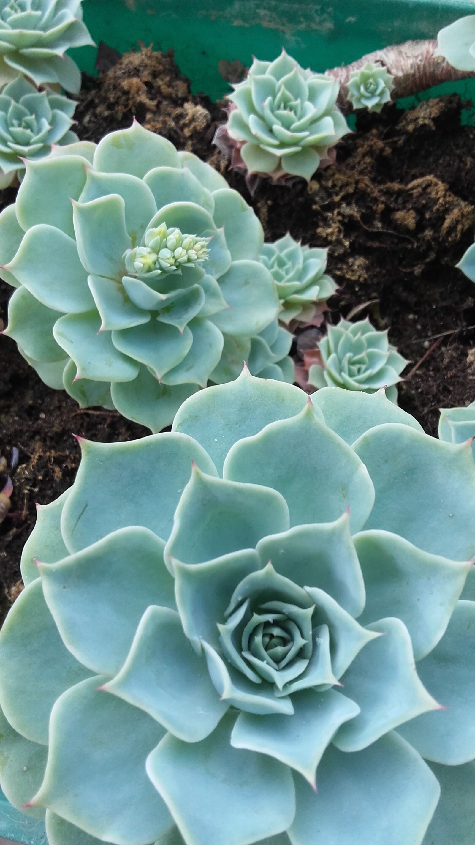Samsung Galaxy Grand Prime sample photo. Flower, echeveria, plants photography