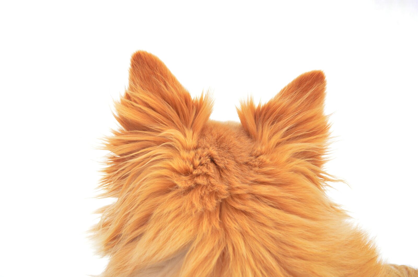 Nikon D5100 sample photo. Dog, redhead, ears photography