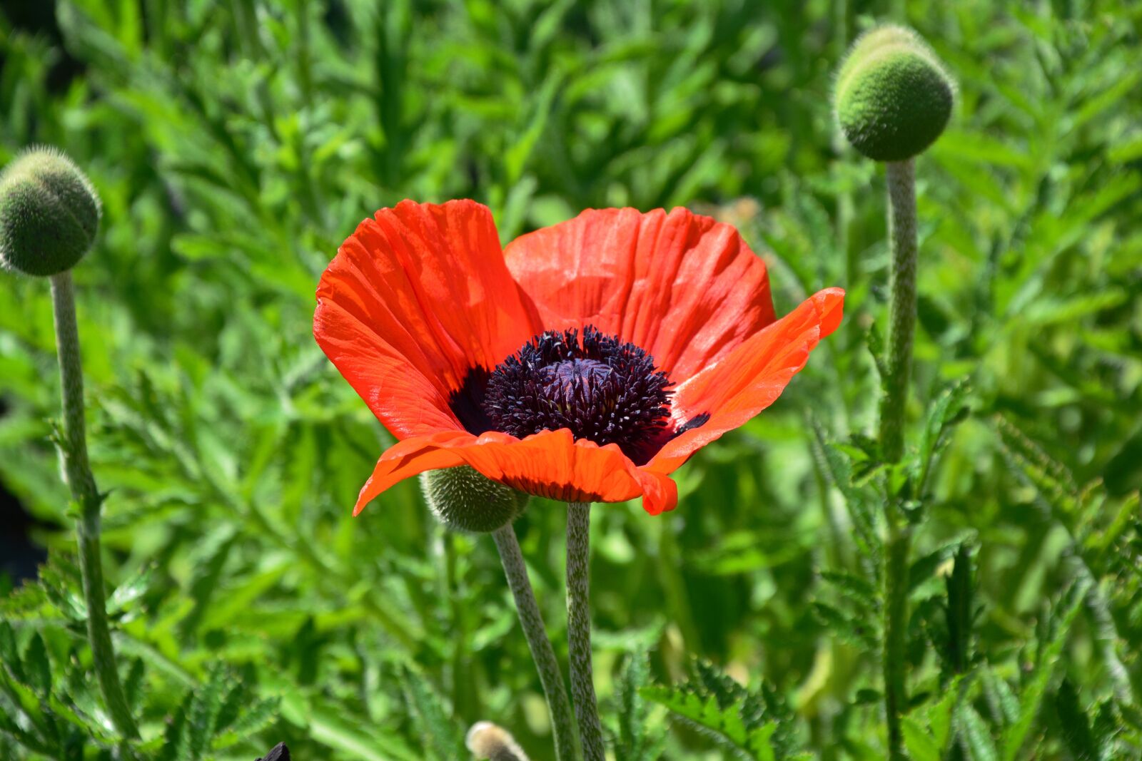 Nikon D5200 sample photo. Poppy, red poppy, poppy photography