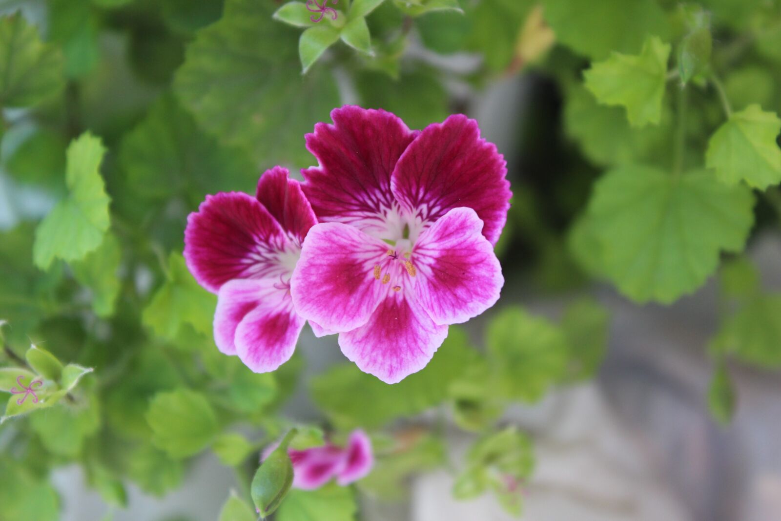 Canon EOS 650D (EOS Rebel T4i / EOS Kiss X6i) sample photo. Nature, plant, flower photography