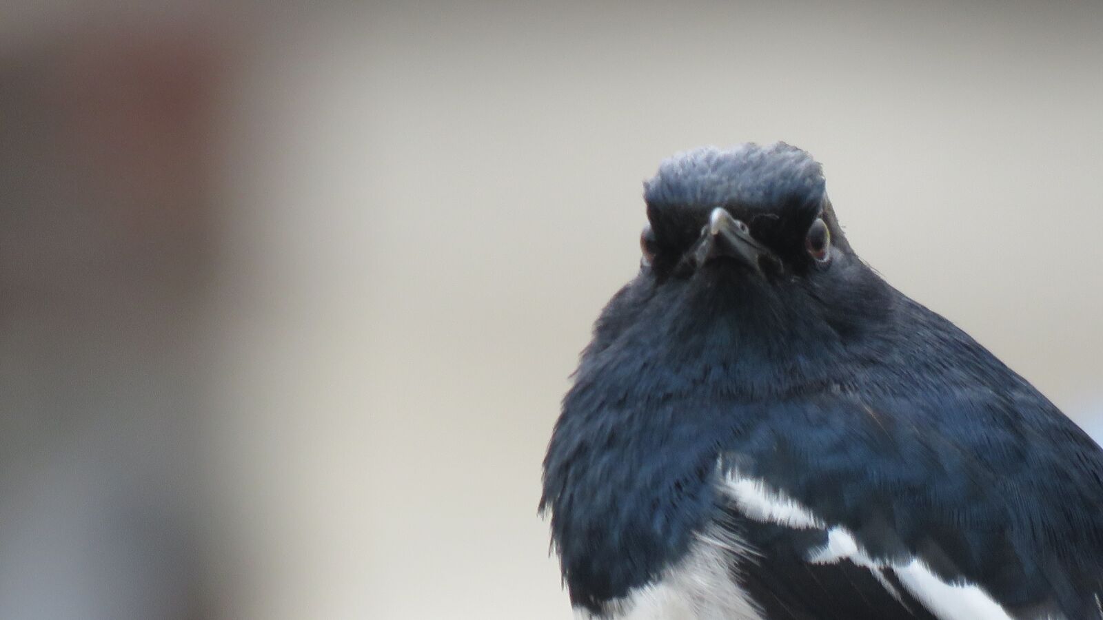 Canon PowerShot SX60 HS sample photo. Magpie robin, oriental magpie-robin photography