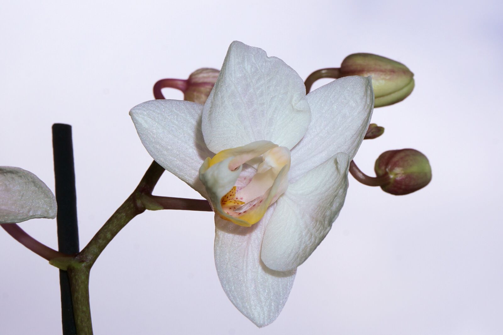 Sony a6000 sample photo. Orchid, flower, blossom photography