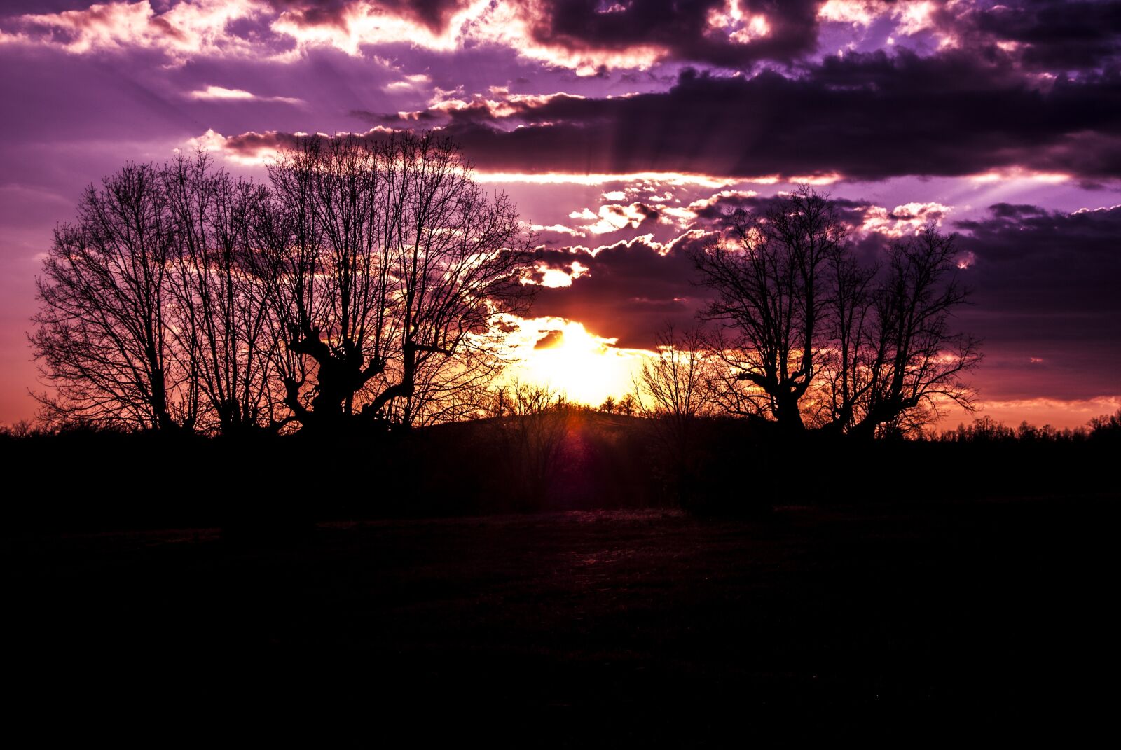 Nikon D3000 sample photo. Villaverde del monte, oak photography