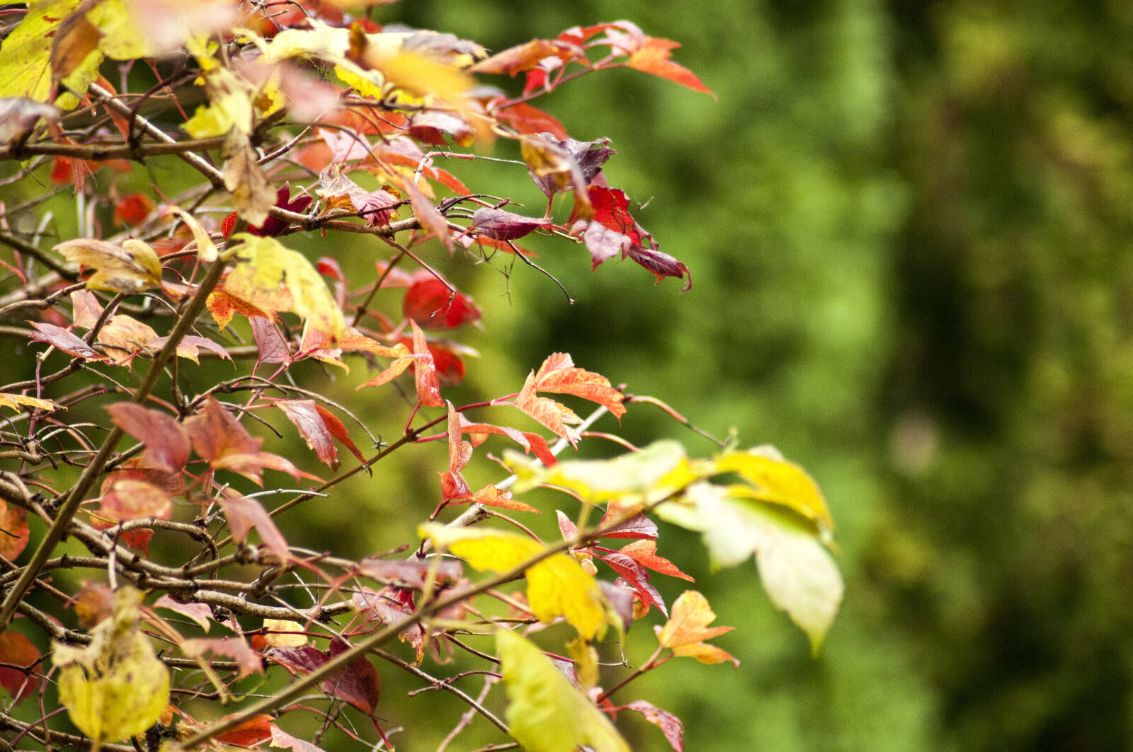 Nikon D300S sample photo