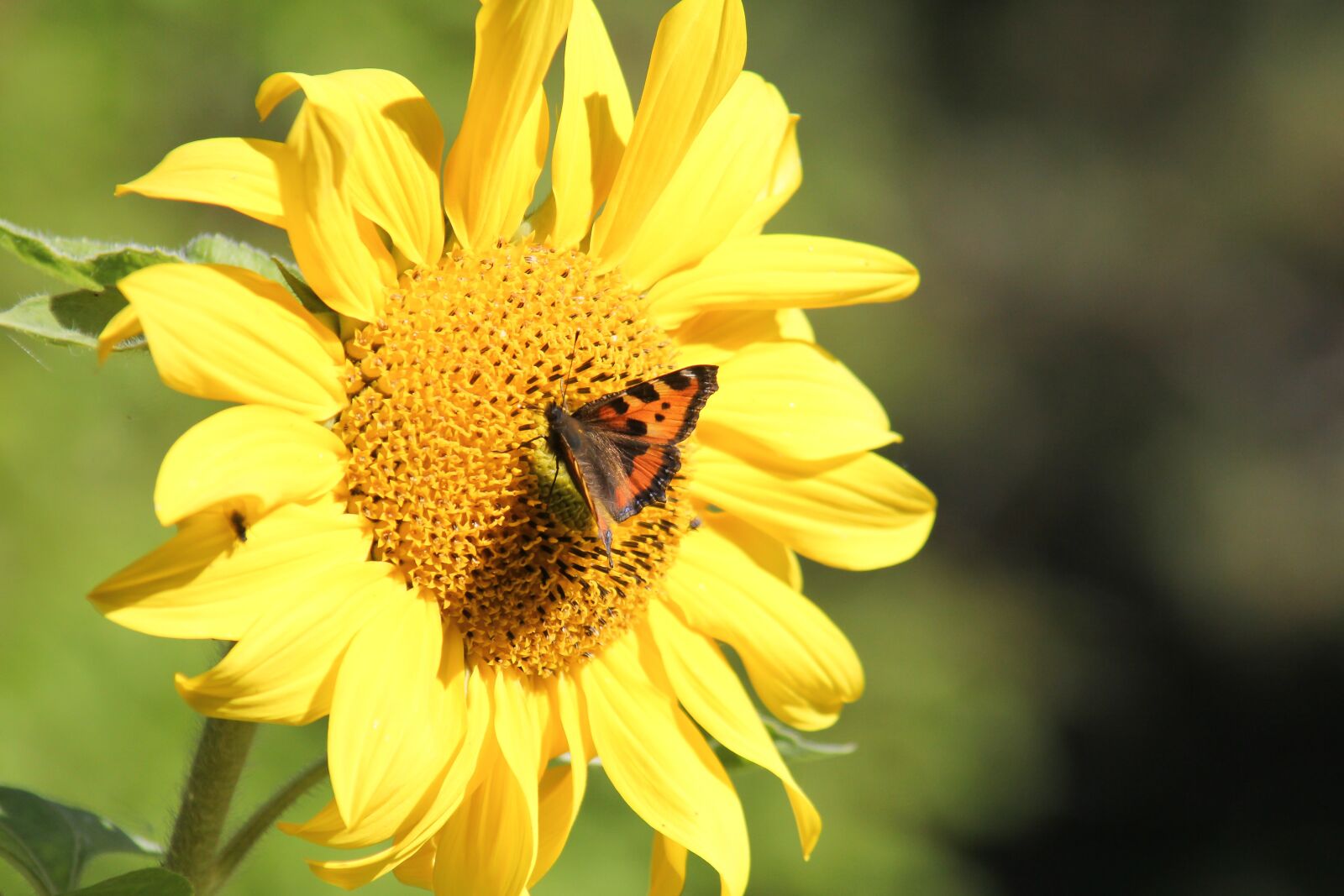 Tamron AF 28-300mm F3.5-6.3 XR Di VC LD Aspherical (IF) Macro sample photo. Sunflower, butterfly, summer photography