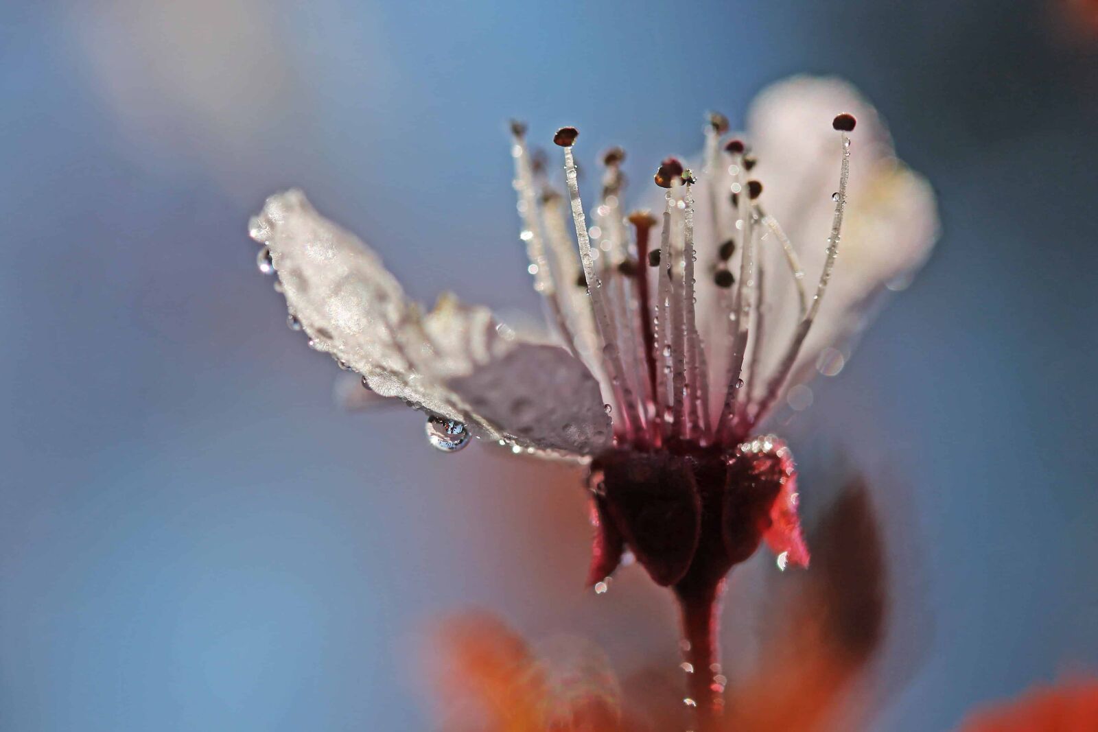 Canon EOS 1100D (EOS Rebel T3 / EOS Kiss X50) sample photo. Water, dew, flower, petal photography