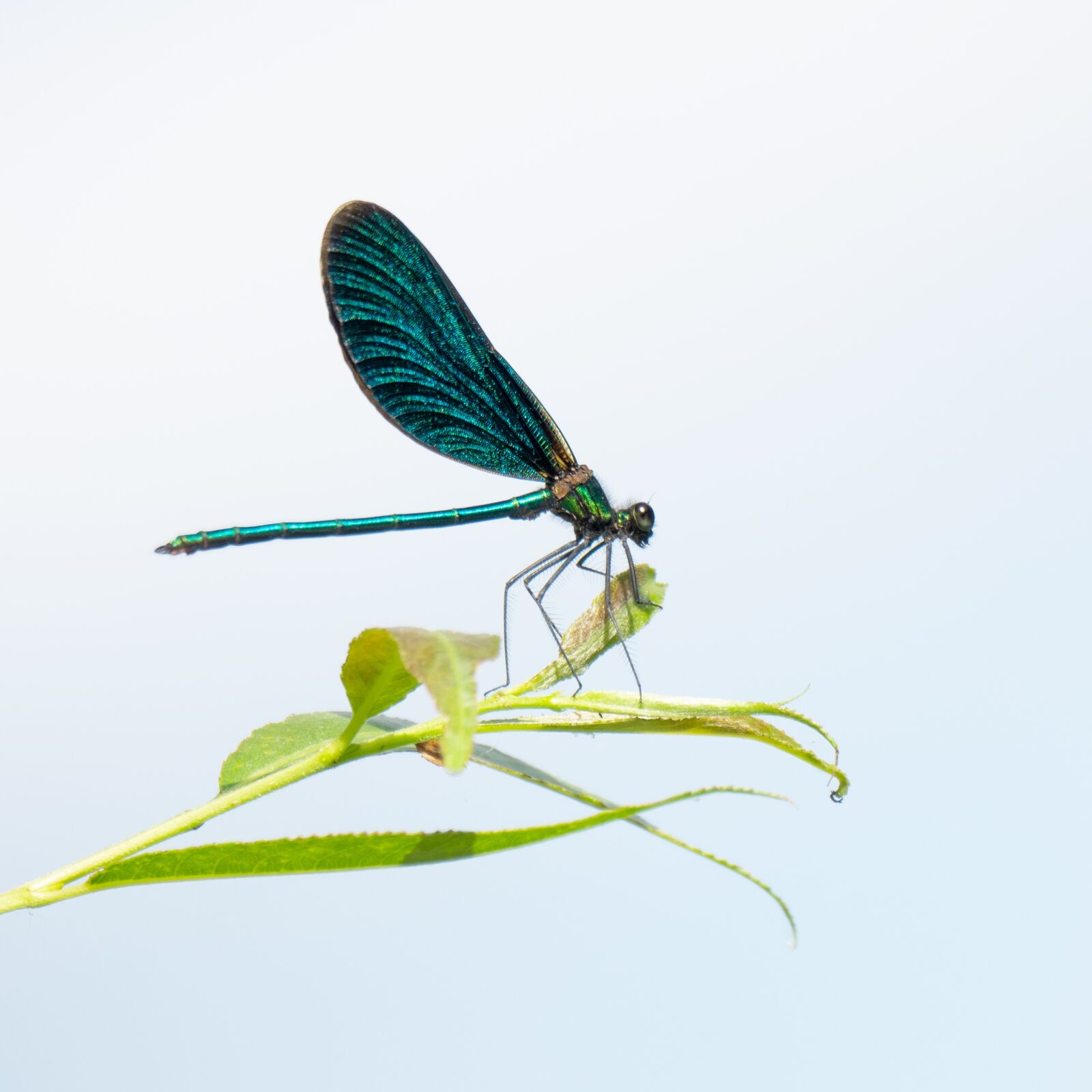 Sony Cyber-shot DSC-RX10 IV sample photo. Animal, dragonfly, odonata photography