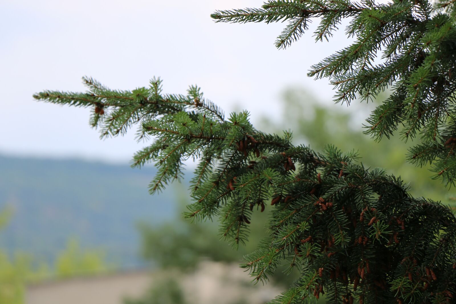 Canon EOS 70D sample photo. Cone, tree, pine cone photography