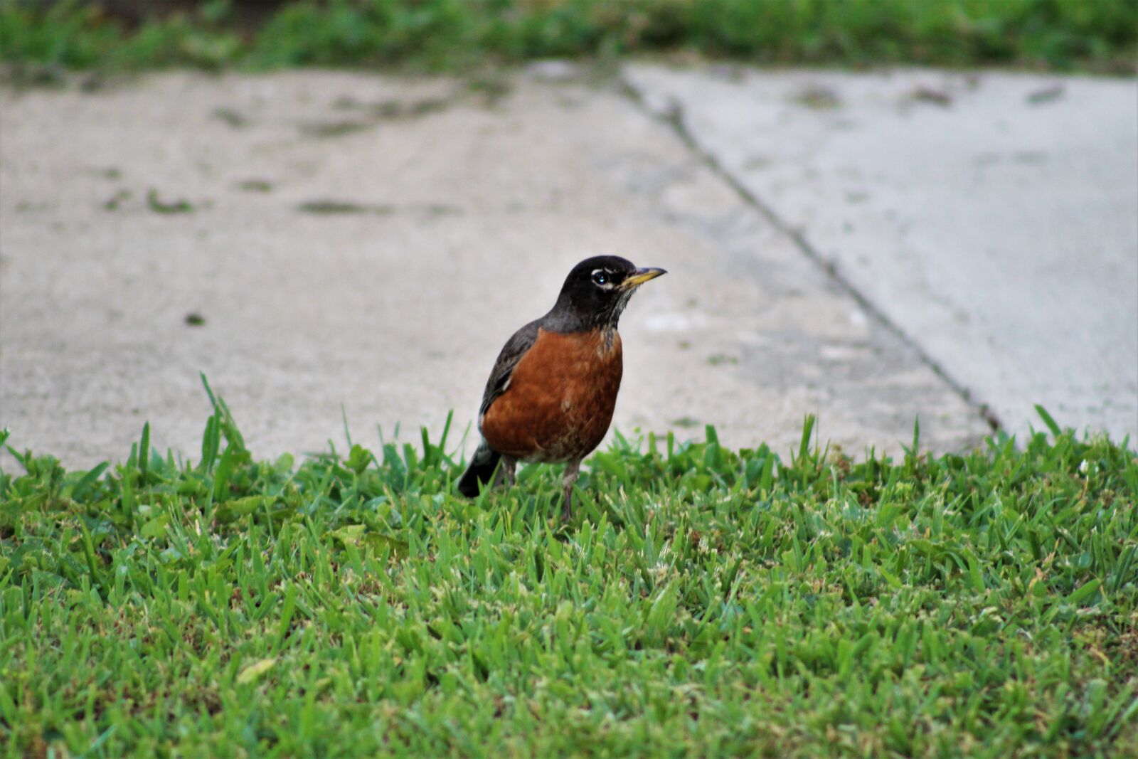 Canon EOS 1300D (EOS Rebel T6 / EOS Kiss X80) sample photo. Bird, sidewalk, grass photography