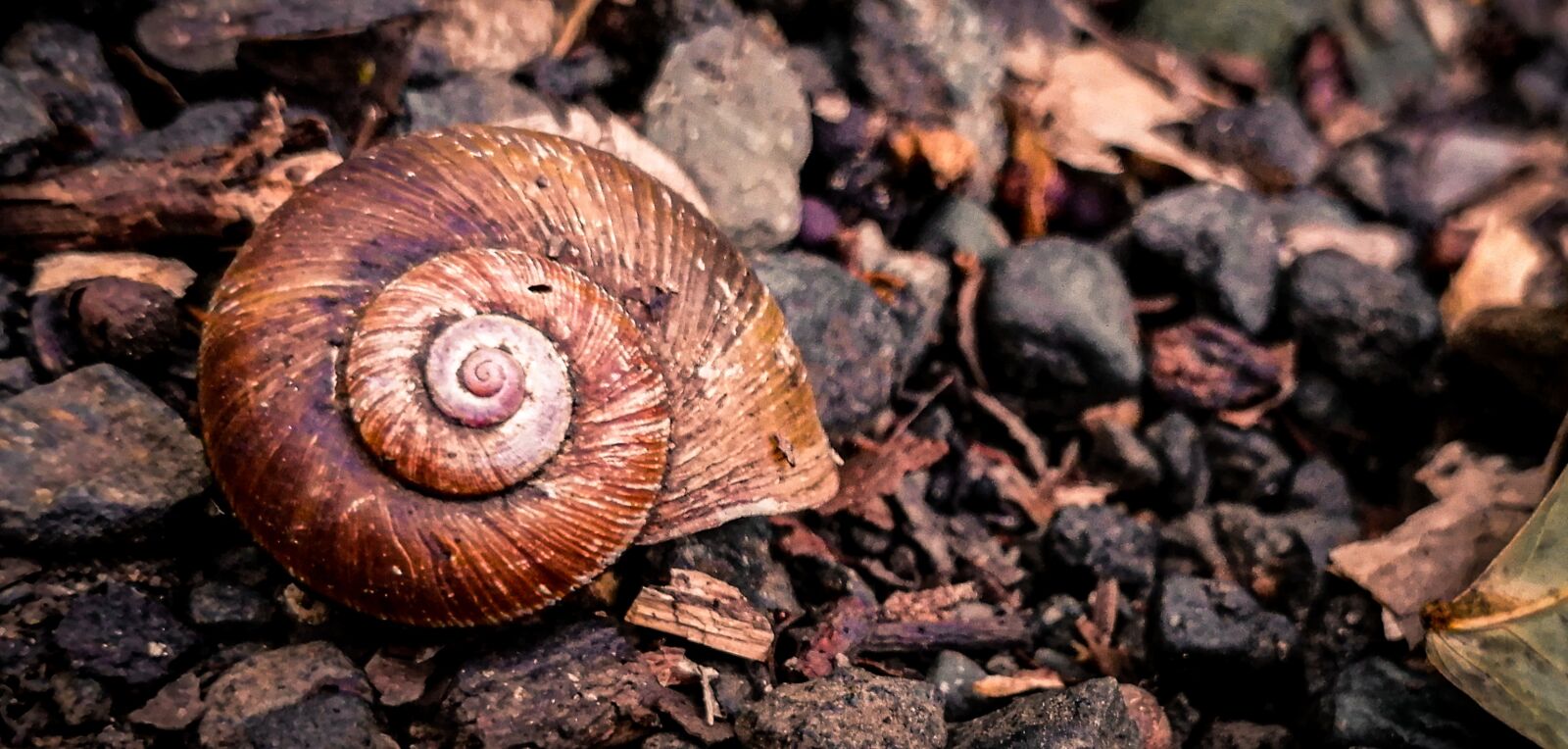 HUAWEI SNE-LX3 sample photo. Snail, shell, snails photography