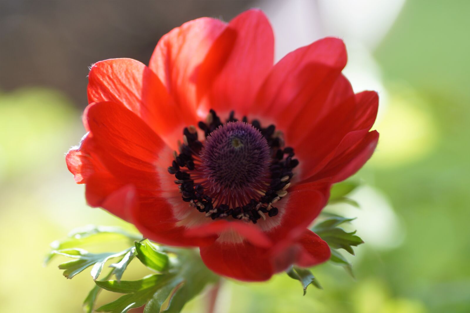 Sony SLT-A58 sample photo. Anemone, věncová, jerusalem photography