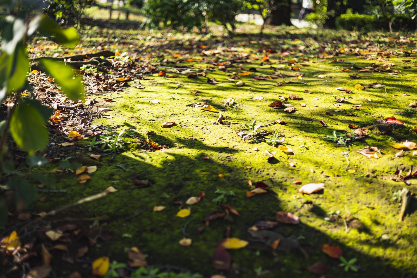 Canon EOS 6D + Canon EF 50mm F1.8 STM sample photo. Moss, japan, natural photography
