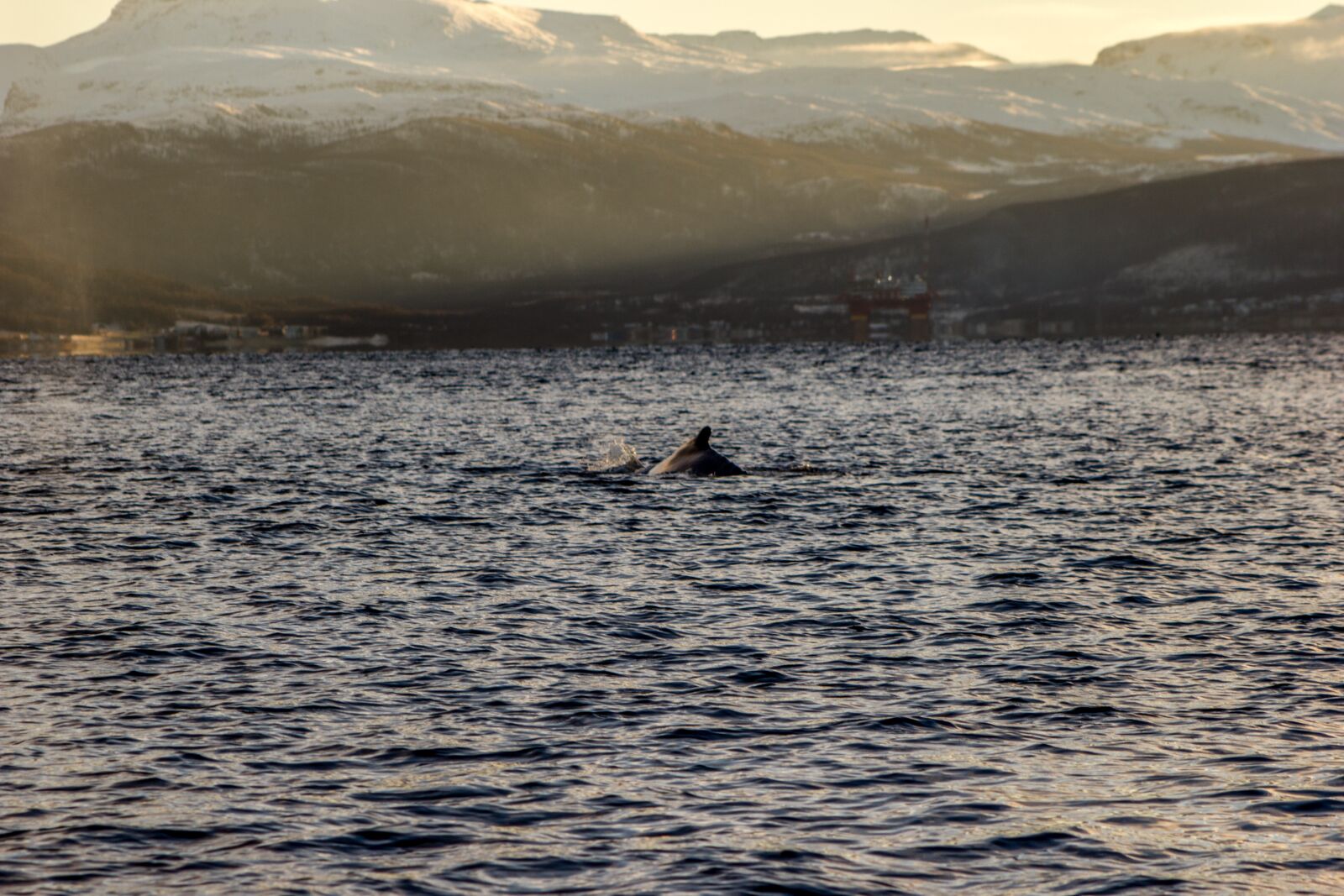 Canon EOS 550D (EOS Rebel T2i / EOS Kiss X4) + Canon EF 75-300mm f/4-5.6 sample photo. Whale, sea, water photography