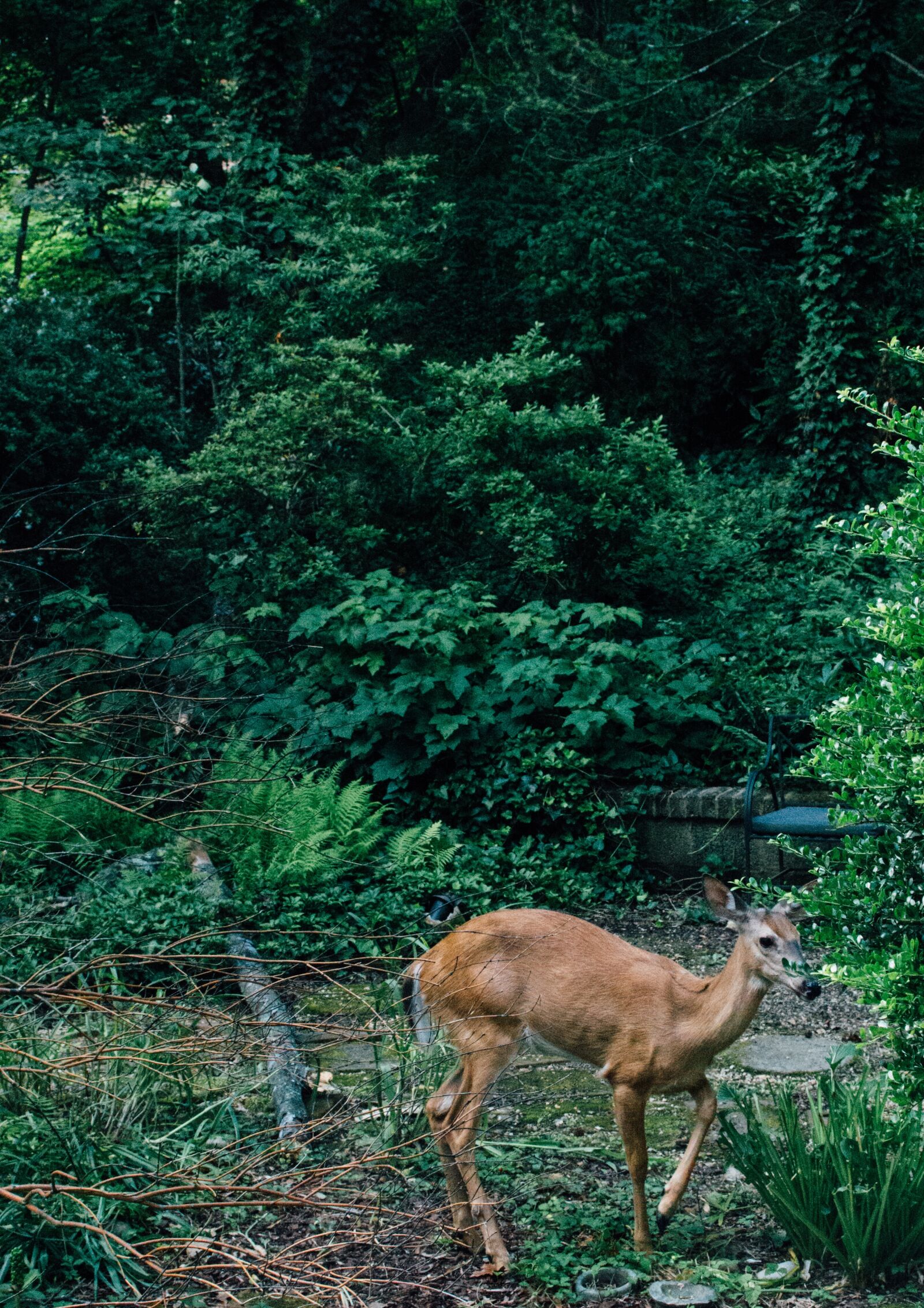 Nikon D3200 sample photo. Deer, wild, animal photography