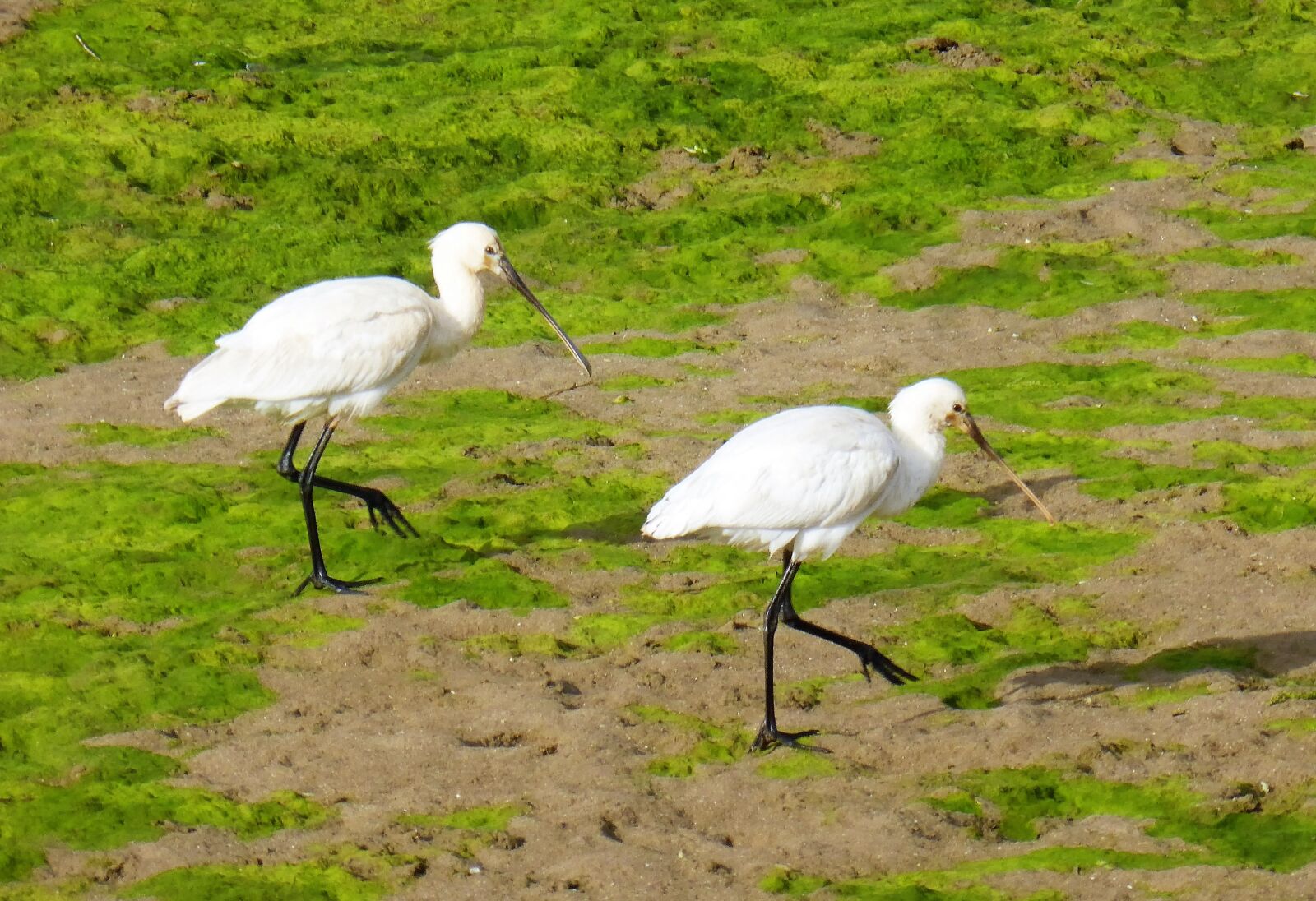 Panasonic Lumix DMC-ZS30 (Lumix DMC-TZ40) sample photo. Bird, spoonbill, duo photography