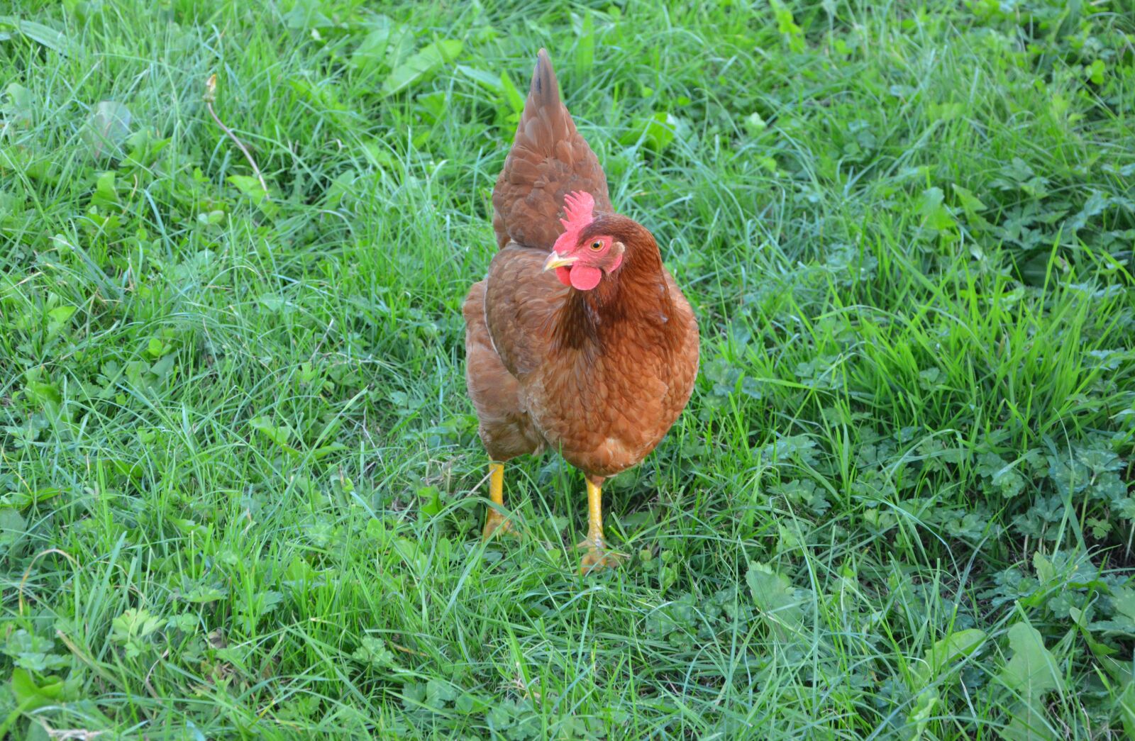 Nikon D5200 sample photo. Hen, laying hen, rousse photography