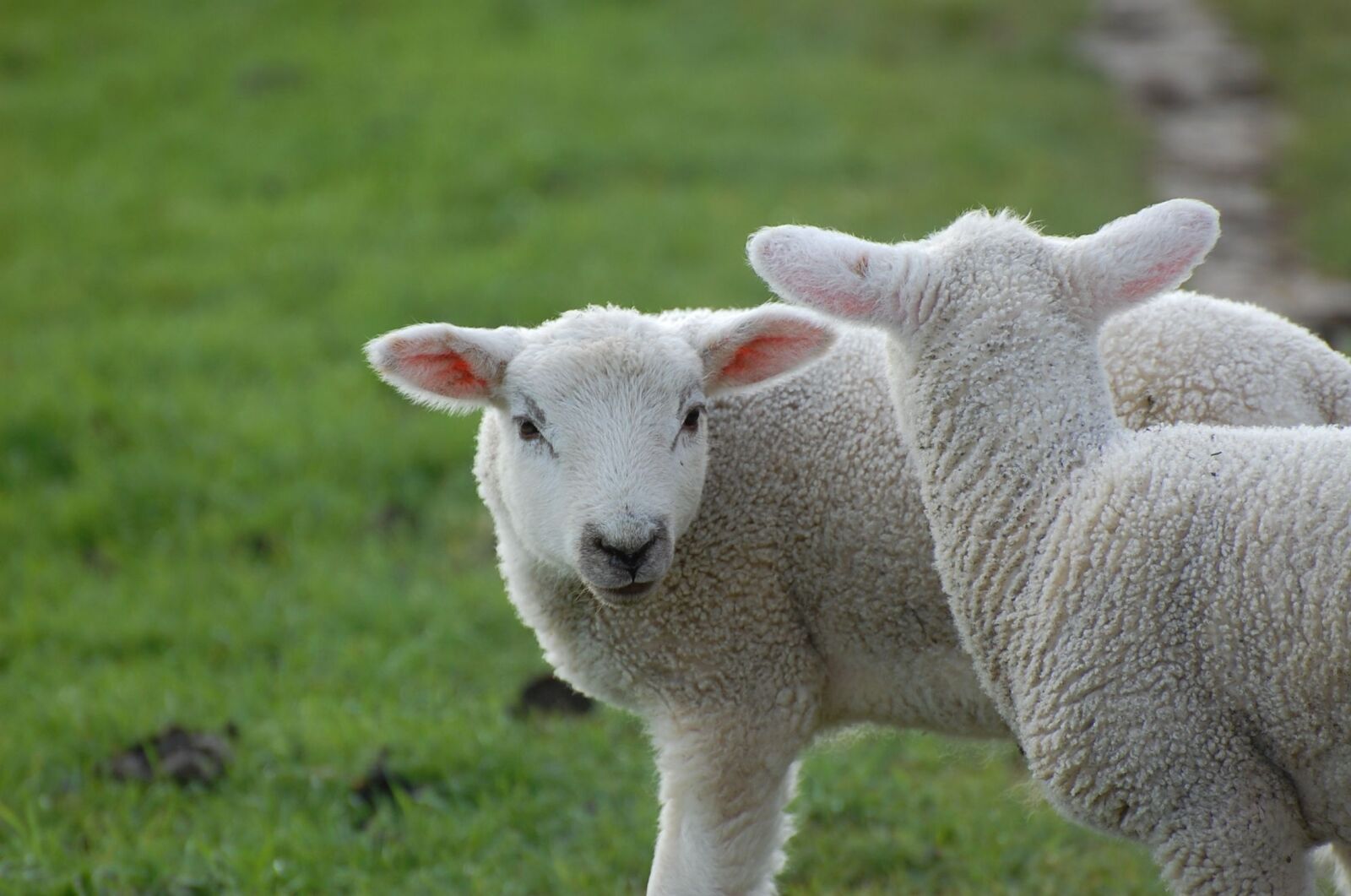 Nikon D40 sample photo. Passover, sch fchen, animal photography