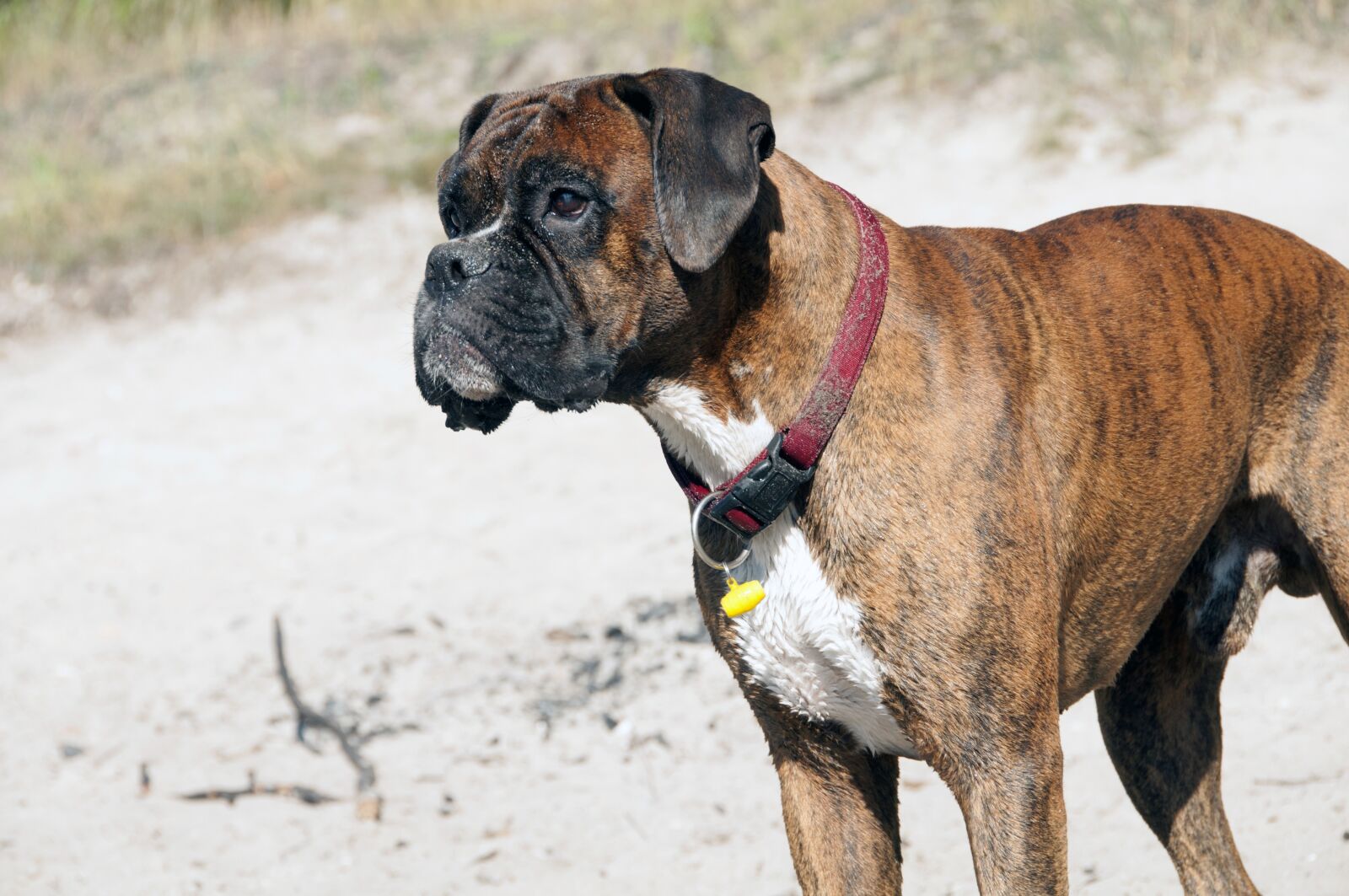 Nikon D300 sample photo. Animals, dog, a friend photography
