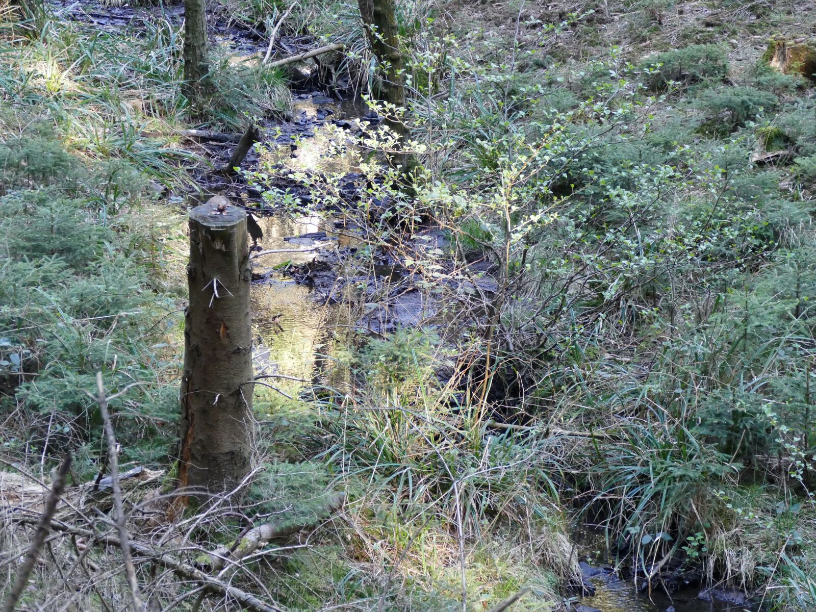 Panasonic Lumix DMC-FZ1000 sample photo. Mediation, merode, generalsweg photography