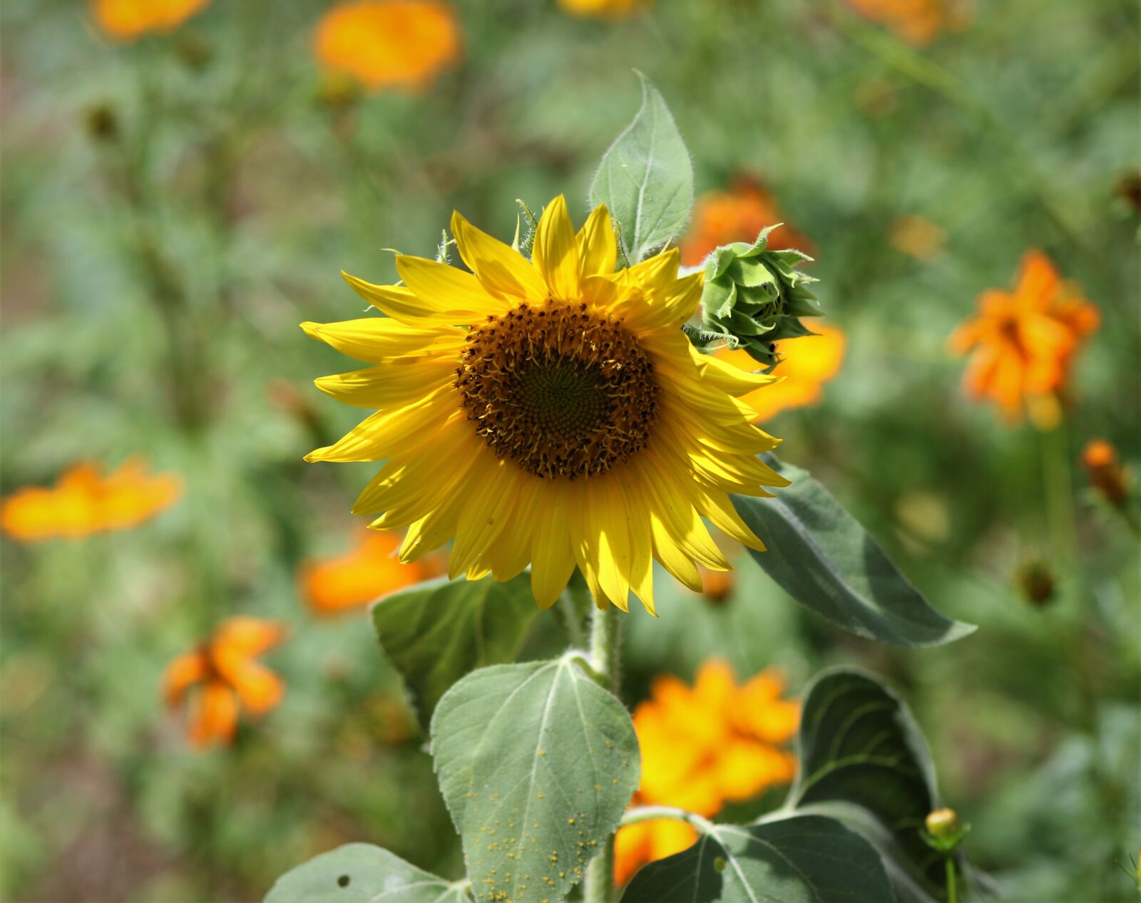 Canon EF75-300mm f/4-5.6 sample photo. Sunflower, garden, flower photography