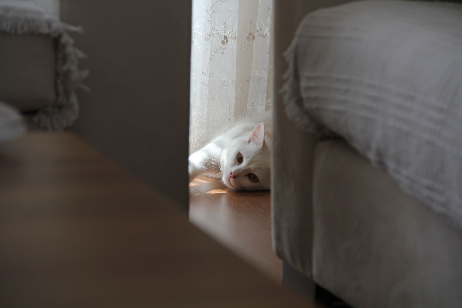 Canon EF-S 18-135mm F3.5-5.6 IS sample photo. Cat, white, white, cat photography