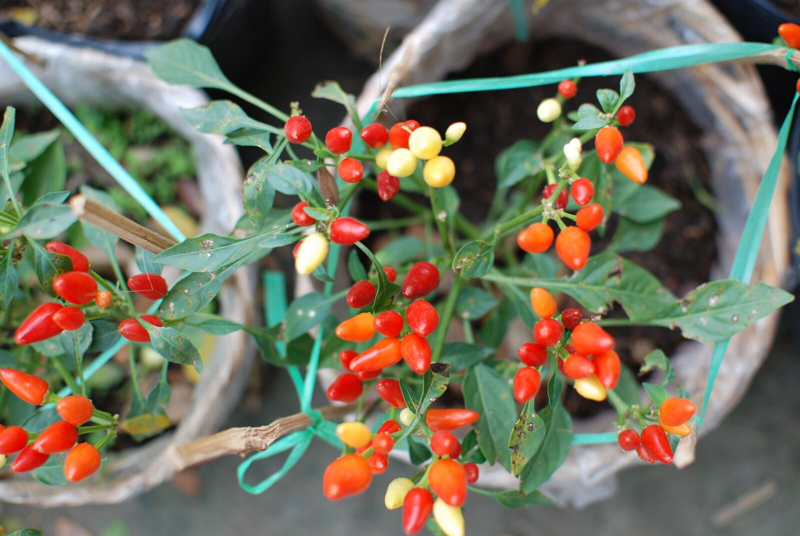 Nikon D80 sample photo. Chili, small tree, spicy photography