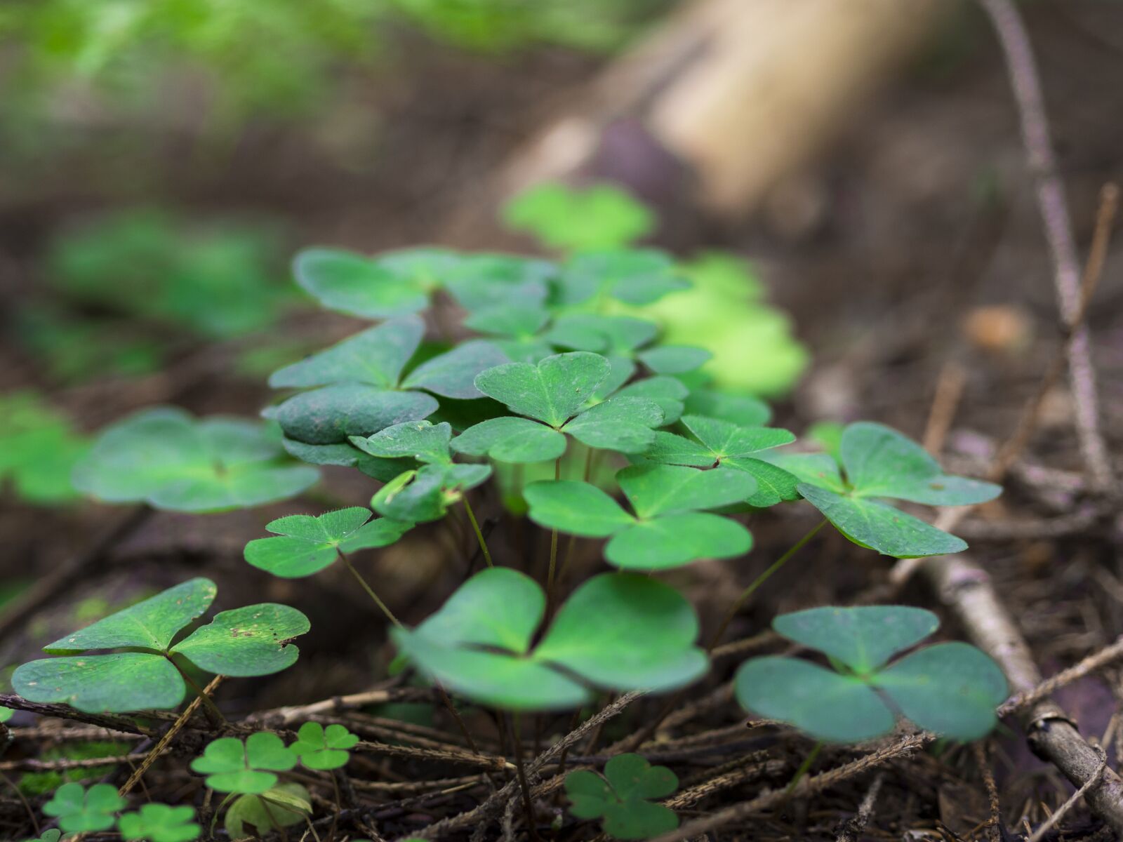 Olympus OM-D E-M10 II + Olympus M.Zuiko Digital 45mm F1.8 sample photo. Clover, trefoil, trifolium photography