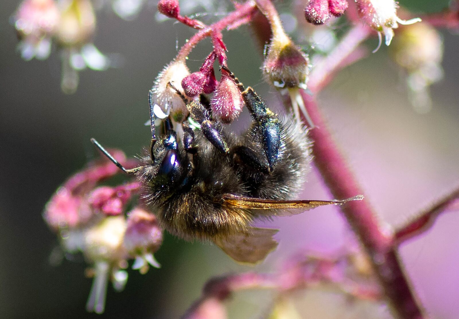 Tamron SP 90mm F2.8 Di VC USD 1:1 Macro sample photo. Bee, nature, honey photography