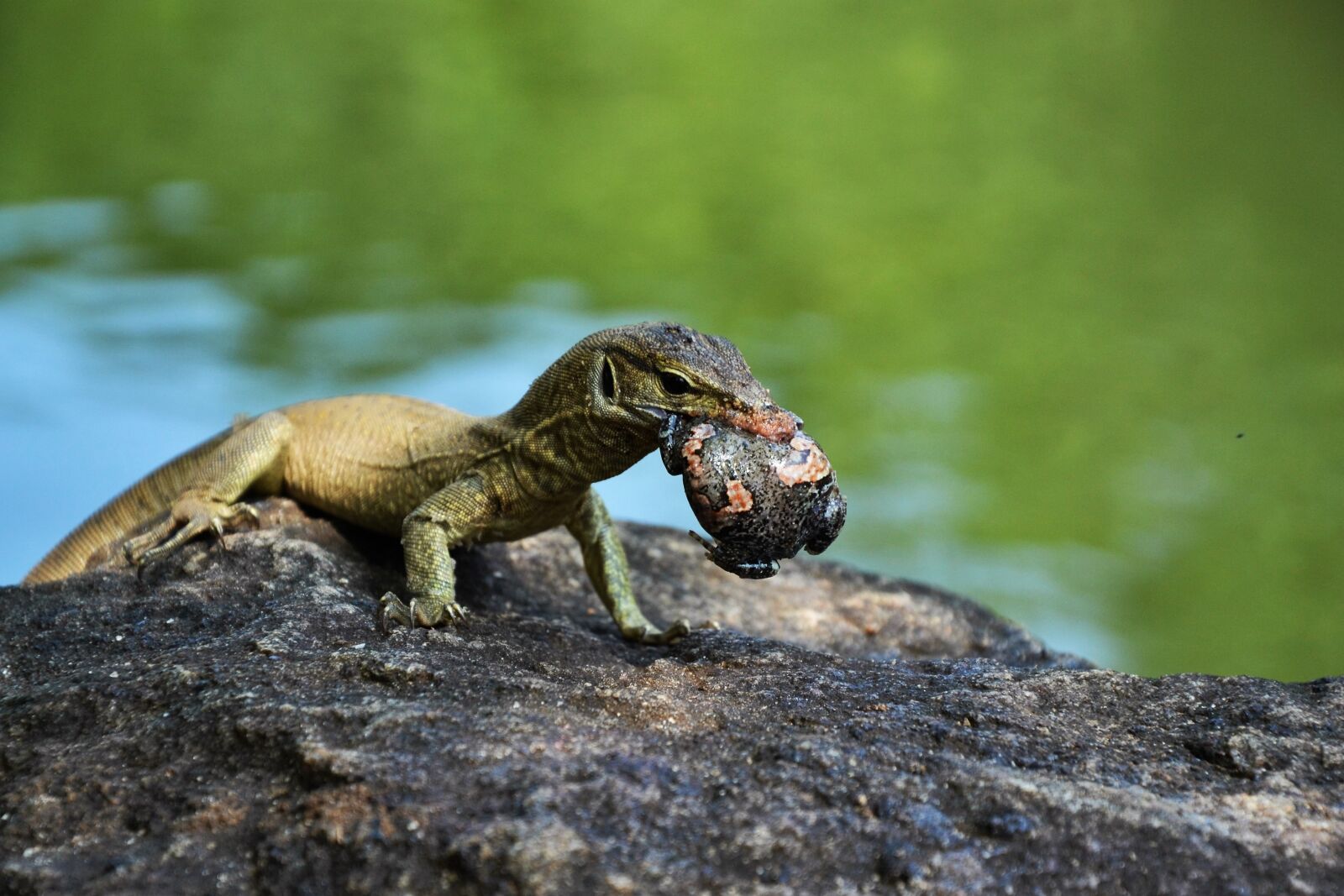 Nikon D3100 sample photo. Nature, reptile, animal world photography