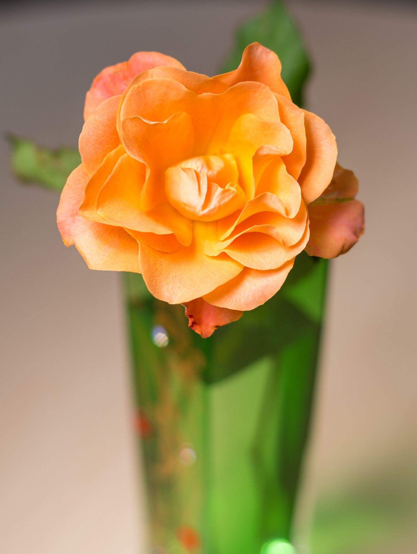 Nikon D850 sample photo. Flower, nature, leaf photography