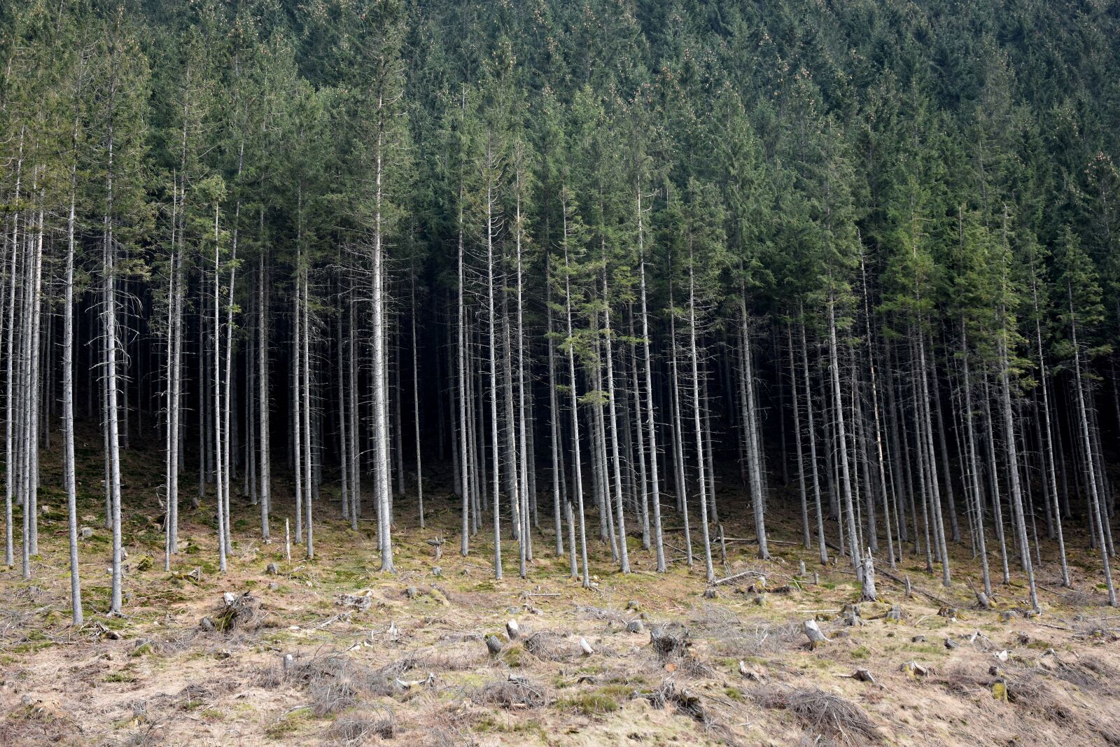 Nikon D7200 sample photo. Forest, tree, exactly photography