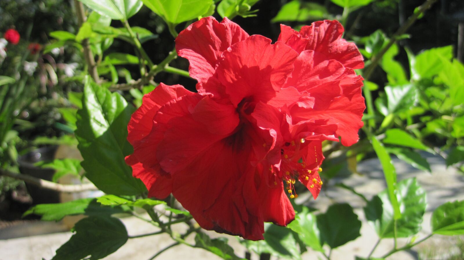 Canon PowerShot D10 sample photo. Japanese rose, red, garden photography