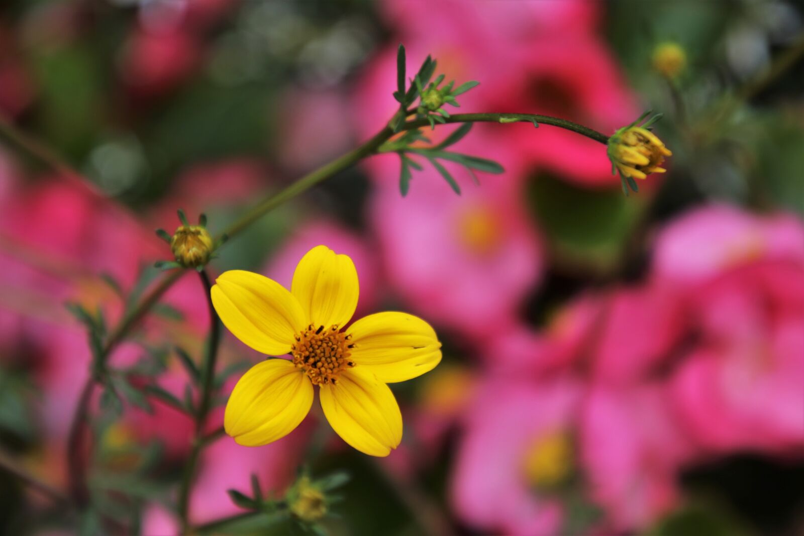 Canon EOS 80D sample photo. In the garden, yellow photography
