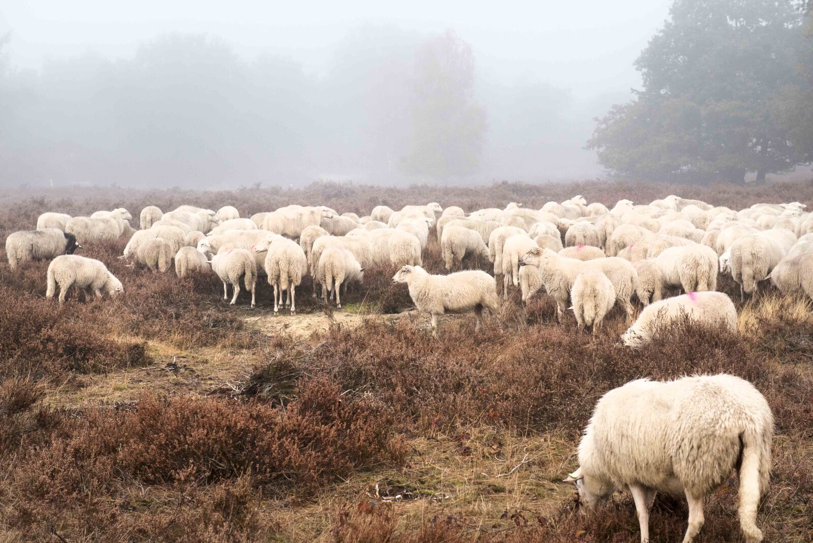 Nikon D750 sample photo. Sheep, field, forest photography